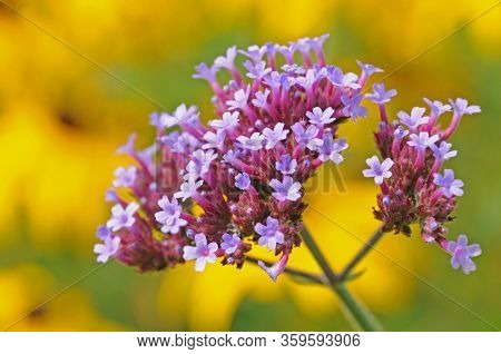 Pastel Colored Small Flowers Of Verbena Bonariensis Or Purpletop Vervain In A Garden With Yellow Flo