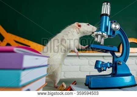 White Test Rat Sitting On Microscope, Laboratory Research. White Aboratory Rat In A Lab. Cute Rats I