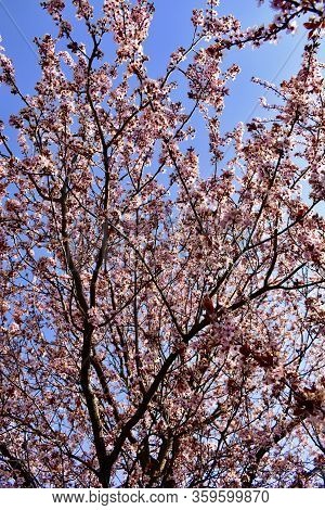 Spring Is Everywhere. Blooming Rose Petals Are Beautiful.