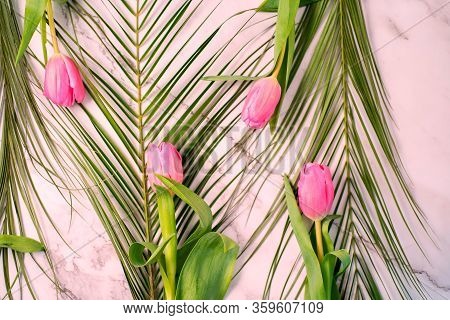 Closeup Beautiful Spring Summer Background With Green Robelini And Pink Tulips. On White Marble, Top