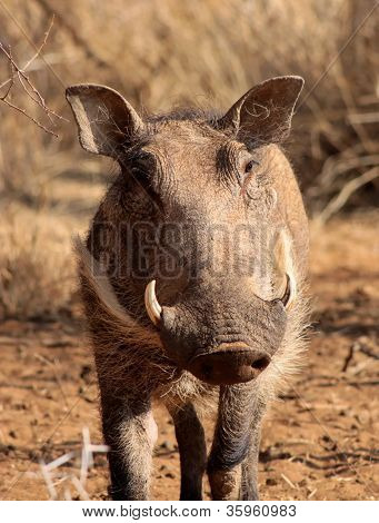 Warthog erkek yakın çekim