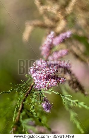 Branch With Pink Flowers Of The Tamarisk Or Tamarix Ramosissima.