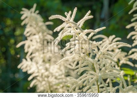 Elymus Repens Texture. A Lot Of Green Grass Stalks With Long Leaves. Herbaceous Background, Beautifu