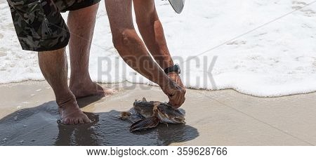 A Fisherman Is Removing The Hook Out Of A Sea Robin Fish On The Sand At The Edge Of The Ocean.