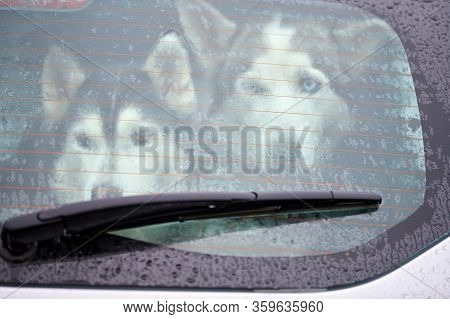 Husky Dog In Car, Cute Pet Behind Window. Dog Waiting For Sled Dog Race. Dog Is Watching Around