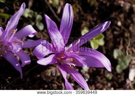 Spring Meadow Saffron, Bulbocodium Vernum