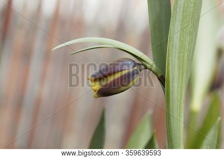 Macro Photo Of A Fritilaria Uva-vulpis