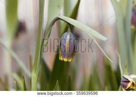 Macro Photo Of A Fritilaria Uva-vulpis