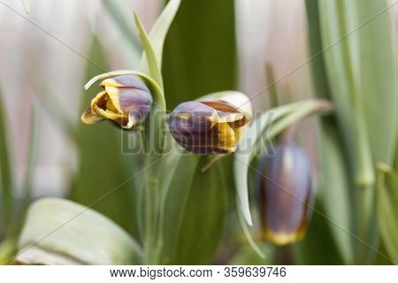 Macro Photo Of A Fritilaria Uva-vulpis