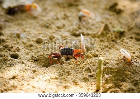 Uca Vocans, Fiddler Crab Walking In Mangrove Forest At Phuket Beach, Thailand