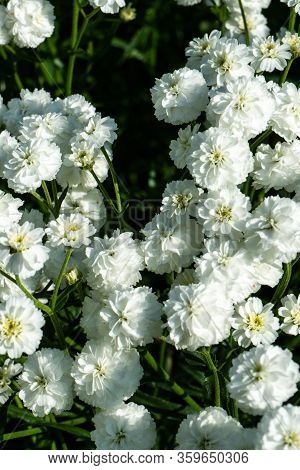 Iberis Sempervirens White Flowering Plant. Spring White Iberis Flower.