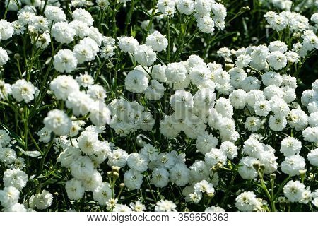 Iberis Sempervirens White Flowering Plant. Spring White Iberis Flower.
