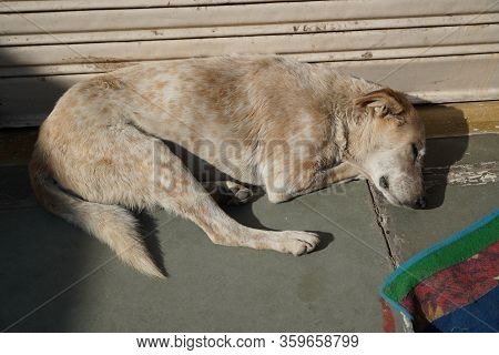 White And Brown Homeless Stray Dog Is Sleeping In Warm Sunlight On The Warm Cement Floor Outside A C