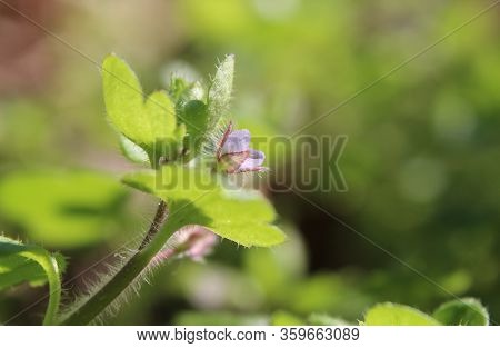 Macro Image Of The Tiny Pink Ivy-leaved Speedwell Flowers, (veronica Sublobata). Sunlit, Outdoors In