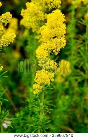 Blooming Field Of The Lady's Or Yellow Bedstraw (galium Verum)