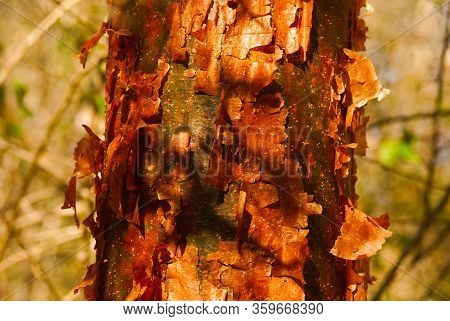 Famous Funny Tourst Tree Because Of Skin Known In Cuba