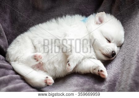 Cute Adorable Fluffy White Spitz Dog Puppy