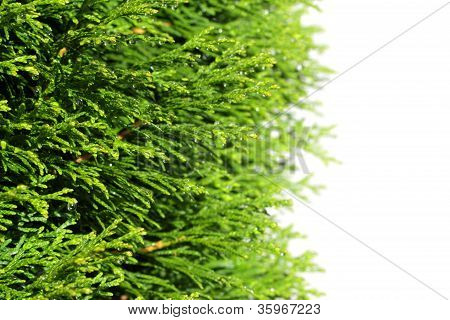 Groene Thuya