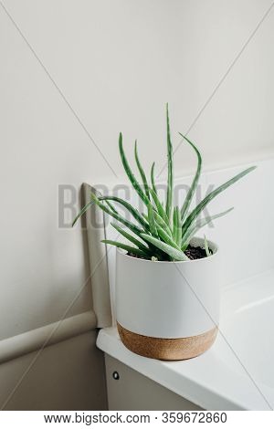 Aloe Vera Plants In Bathroom. Background With Free Space.
