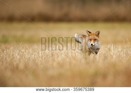 Fox Standing In Yellow Field. Red Fox On The Right. Copy Space.