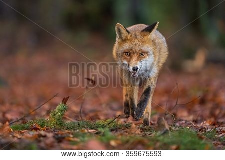 Red Fox From Front Closeup View. Beast Of Prey In The Forest. Autumn Season. Vulpes Vulpes