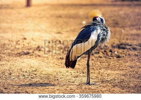 Beautiful Black Crowned Crane Bird (balearica Pavonina), Also Known As The Black Crested Crane, Stan