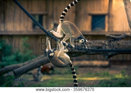 Two Ring-tailed Lemurs Playing And Climbing On The Rope In A Zoo.