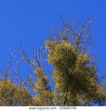 Mistletoe On The Bare Branches Of A Tree On A Bright Blue Sky Backdrop On A Spring Sunny Day. Tree A
