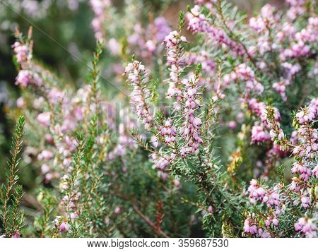 Blooming Calluna Vulgaris, Known As Common Heather, Ling, Or Simply Heather. Natural Spring Backgrou