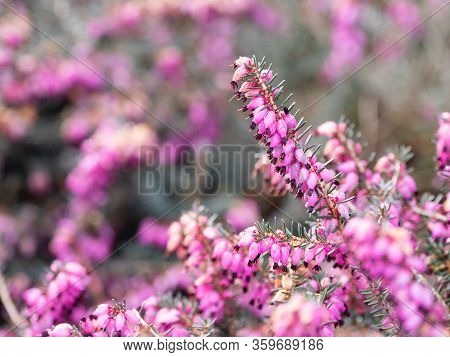 Blooming Calluna Vulgaris, Known As Common Heather, Ling, Or Simply Heather. Natural Spring Backgrou