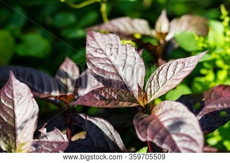 Alternanthera Brasiliana Leaves In The Garden, Ornamental Tree