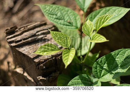 Green Leaves Of Broken Bones Or Indian Trumpet Tree