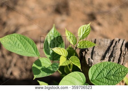 Green Leaves Of Broken Bones Or Indian Trumpet Tree