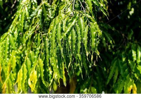 Polyalthia Longifolia (the Ashoka Native To India) Green Leaves On Tree.