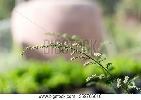 Flower Of White Mugwort, Celery (artemisia Lactiflora) In The Herb And Vegetable Garden