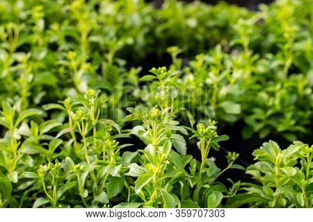 Stevia Tree Plant In The Herb Garden On The Morning Sunshine
