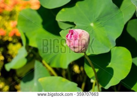 Beautiful Lotus Flower In Thai Buddhist Temple