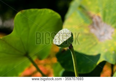 Beautiful Lotus Flower In Thai Buddhist Temple