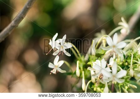 One Root Plant Flowers (clerodendrum Indicum (l.) Kuntze) Trees, Herbs Have Medicinal Properties.
