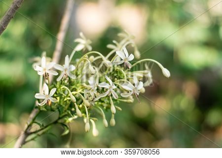 One Root Plant Flowers (clerodendrum Indicum (l.) Kuntze) Trees, Herbs Have Medicinal Properties.