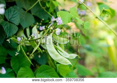 Lablab Purpureus Growing In The Vegetable Garden