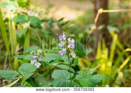 Lablab Purpureus Growing In The Vegetable Garden