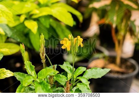 Orange Flower Of Barleria Strigosa Willd In The Herb Garden