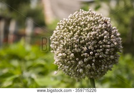 Bloomig Onion With Much Little Flowers Grow In The Garden