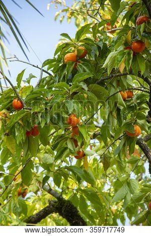 Persimmon Tree And Beautiful Green Leaves. Diospyros Kaki, Species Of Perennial Ebenaceae Trees Nati