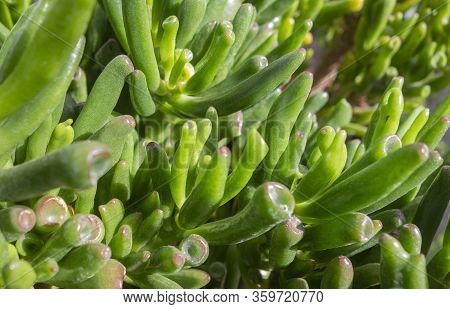A Full Frame Crassula Portulacea Plant Closeup