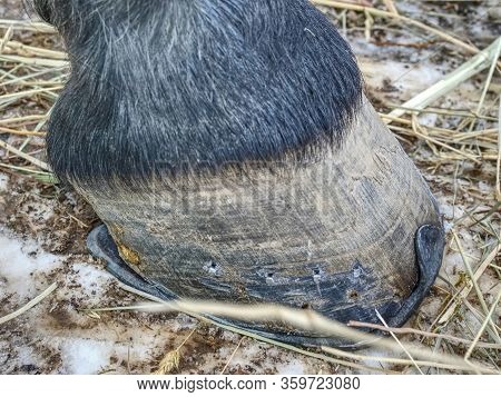 Feet Running Sports Horse. The Leg Of Shod Horse. Hooves Of A Horse With Horseshoes.