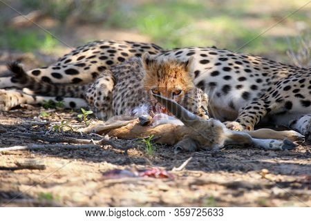 The Cheetah Cub (acinonyx Jubatus) And His Mother Are Eating Antelope. Cheetahs In The Desert.