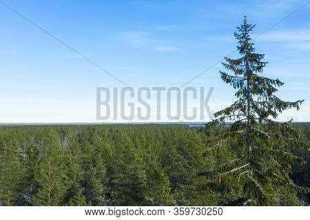 Aerial View Of A Winter Snow-covered Pine Forest. Winter Forest Texture. Aerial View. Snow Covered F