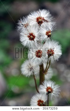 민들레 Sead 머리의 그룹